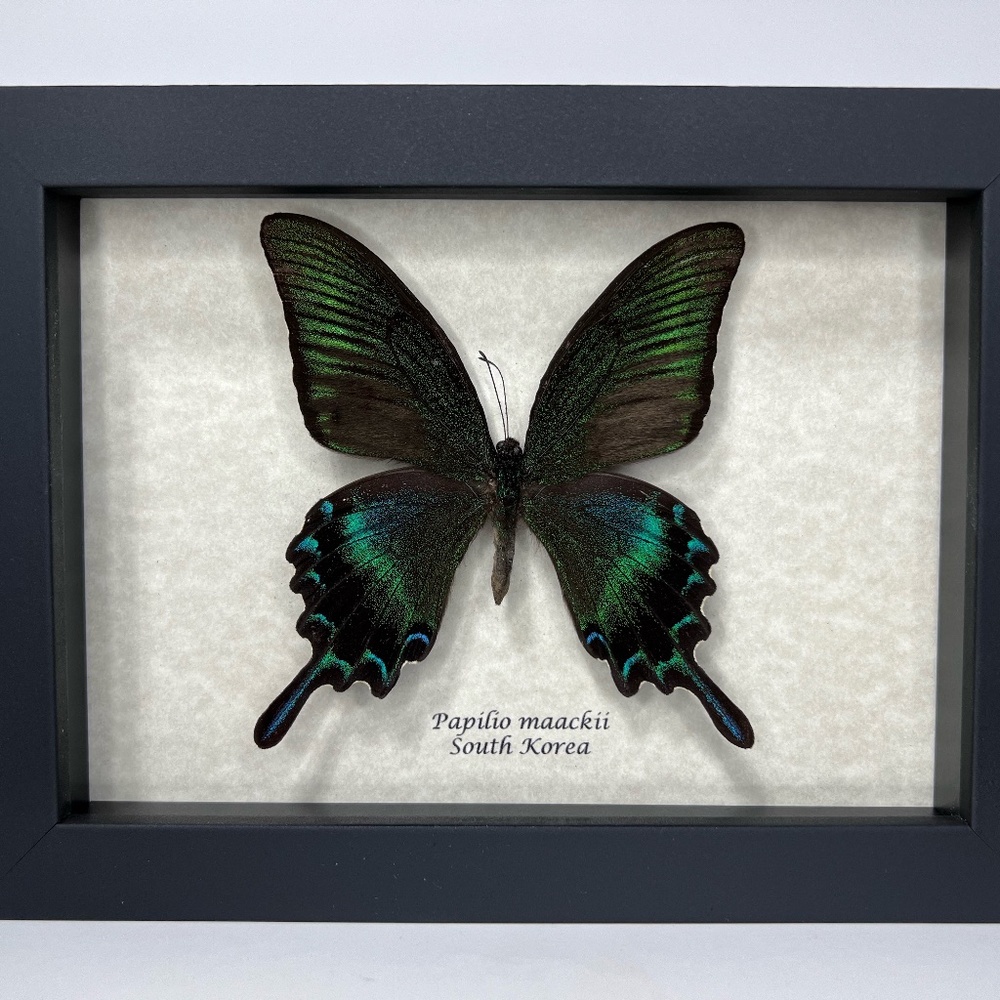 COPY - Framed Papilio maackii butterfly